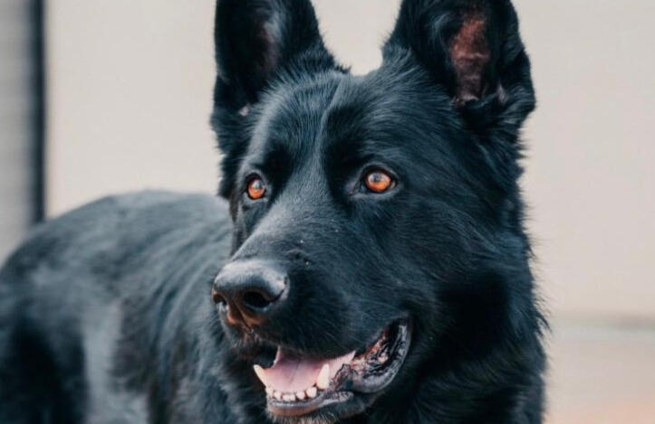 A black shepherd-type dog looking attentively toward a person