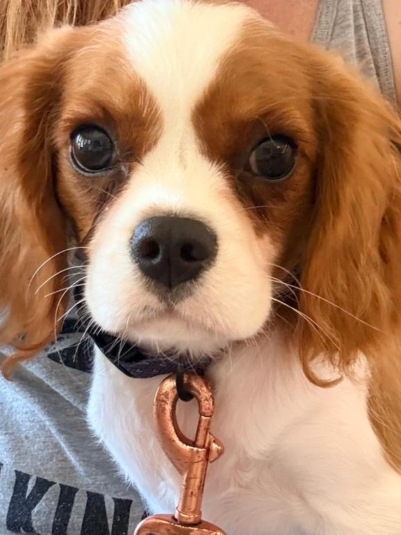 A small Cavalier King Charles Spaniel puppy with its owner