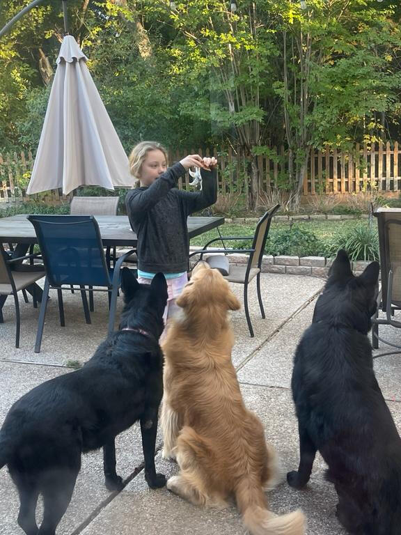 A child practicing focus with three dogs in a family backyard
