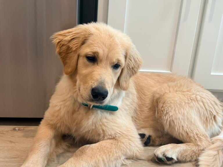 A Golden Retriever puppy resting calmly at home