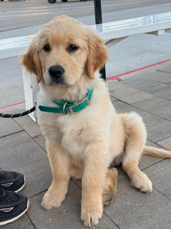 Golden Retriever puppy foundations A young Golden Retriever puppy practicing calm behavior in a public family setting