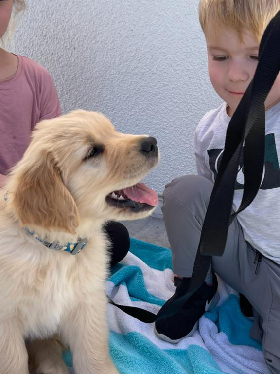 Two children practicing gentle leash skills with a Golden Retriever puppy